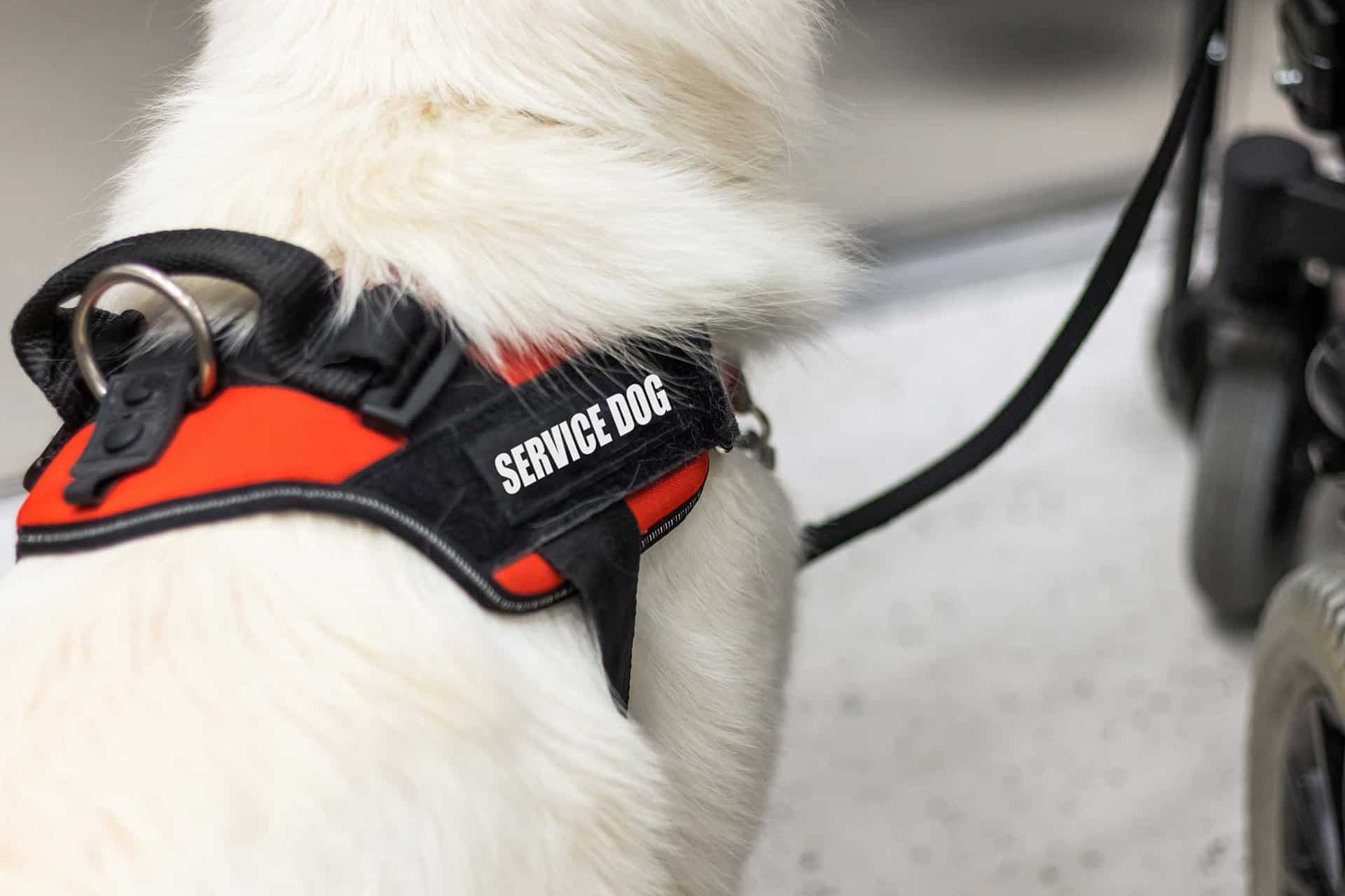 merivale accessibility service dog